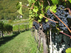 MARTEDÌ 12 MARZO, ORE 19:00 RACCONTI DI VINO E DI TERRE